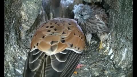 When dad comes home to find a new kestrel chick in the nest