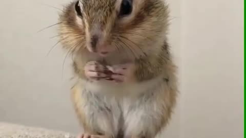 Funny and Cute Animals Videos 😂😍