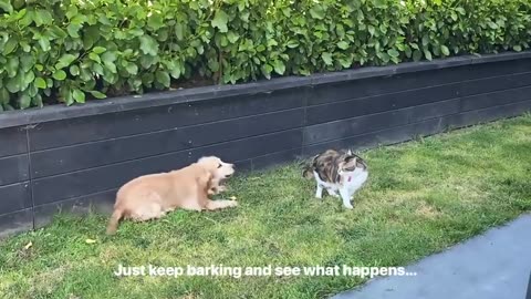 Introducing our Cocker Spaniel Puppy to our Cat