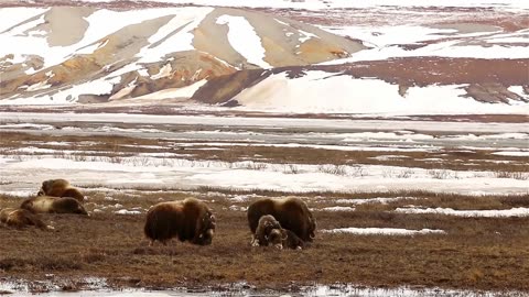 The ALASKA HIGHWAY - Yukon Travel Documentary