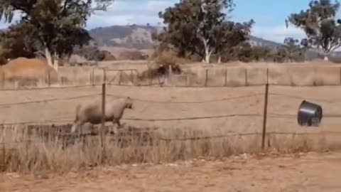 Sheep vs Bucket