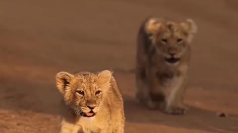 Cute Little One Lion Cubbies