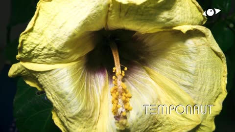 Hibiscus Flower Blooming Timelapse