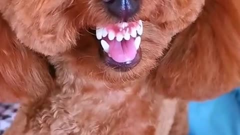 Funny Animals Video #2