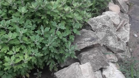 Stone flower bed