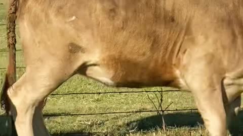 Trying to dart a calf with a bad eye. #cattle #dartgun #fail #farmlife