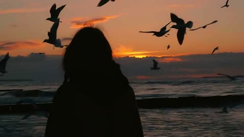 Sunset and Lonely Flying Together