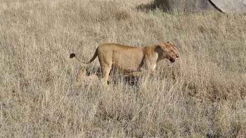 (ORIGINAL AUDIO) ADORABLE! SIX LION CUBS enjoy their first outdoor adventure (1080p 60FPS)