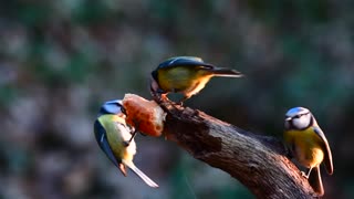 Beautiful birds1