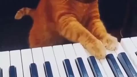 Cat Playing Piano - Funny Cats, Try Not To Laugh