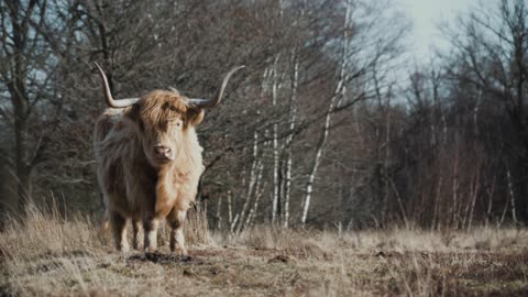 Highland cows enjoying life