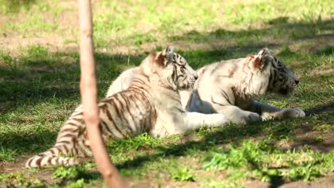 White tiger cubs playing in the grass