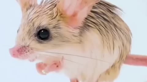 Long-Eared Jerboa 🐭 One Of The Cutest And Exotic Animals In The World #shorts