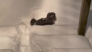 Puppy’s first experience in snow