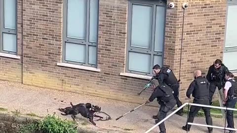 So according to the Met Police they coldly gunned down these two dogs