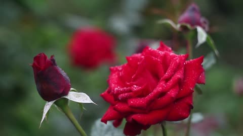 Beautiful Red Roses Full Bloom [Free Stock Video Footage Clips]