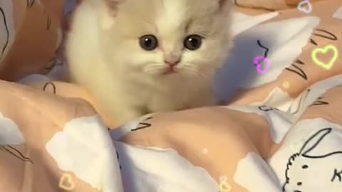 Cute cat baby Cat 😍