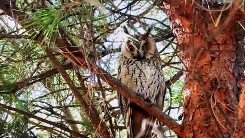 The Little Owl "Asió otus"