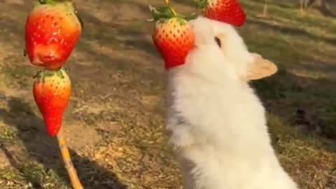 This bunny will make your day better! 🍓😋