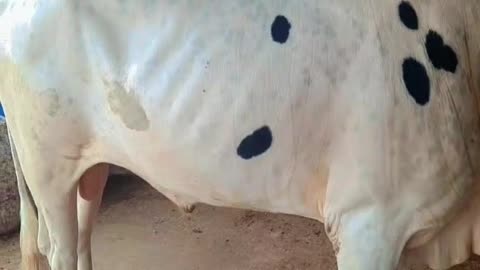 Big cow in Pakistan