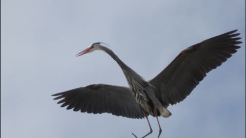 Great Blue herons nesting on cell tower