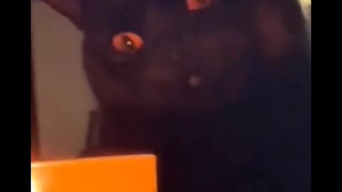 Black cat reaction on Halloween like black spell