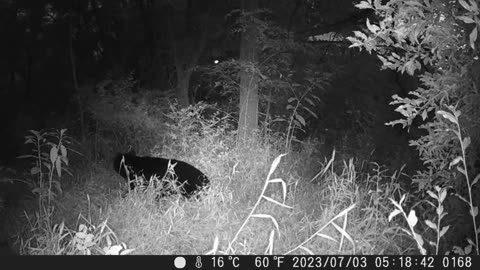 Black bear caught on trail camera