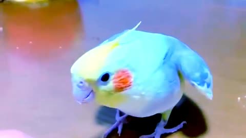 Funny Cockatiel Videos #shorts - Comic Parrot Shorts - Lovely Bird Video#shortvideo #shorts