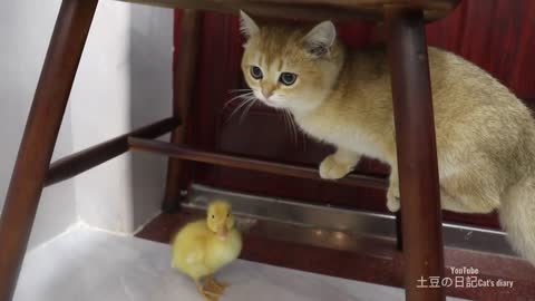 Kitten and duckling hide and seek. The duckling looks for the kitten while crying