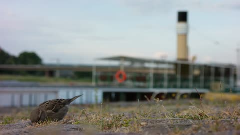 Close Up Video Of Three Little Birds