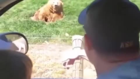 Courageous Encounter: Man Feeds Bear in Jaw-Dropping Wildlife Moment