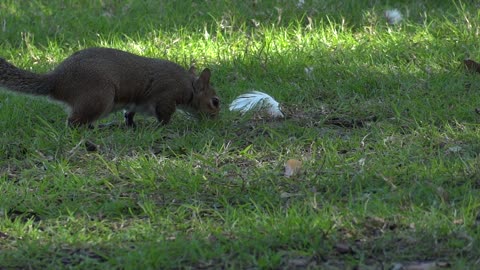 Hedgehog and squirrel having fun.