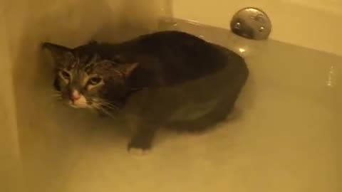 Cat Meows Underwater