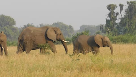 Elephants In The Savannah Grasslands