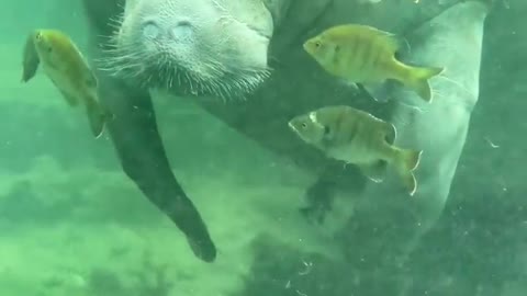 This beautiful manatee was captured in Florida