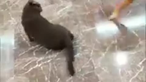 Gatinhos e cachorros engraçados