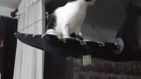 Funny and Cute Cats Videos #215