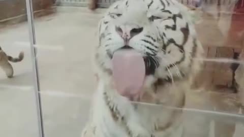 Very funny videos of animals