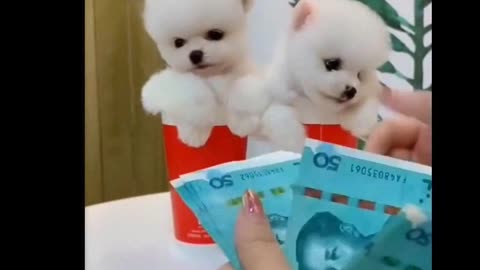 Most Famous Cute Pomeranian Compilation 2021