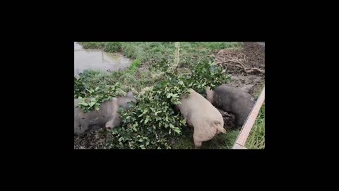 My Pigs Love Acorns