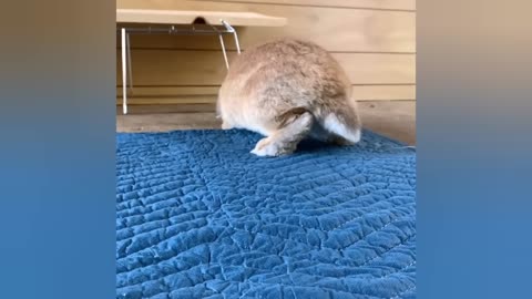 2023 Funny videos of little bunnies 🐇 cute bunnies