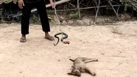 funny animals video