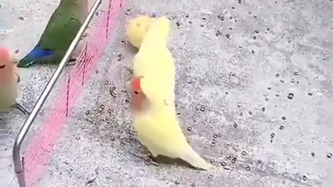 Beautiful Little Parrots Playing With a Ball on The Net #shorts #viral #shortsvideo #video