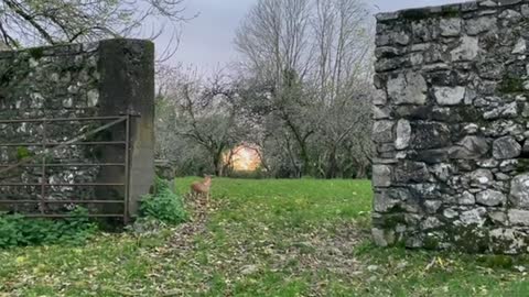 Dogs & cat Ovenmitt all hunt together for a small mammal under a stump