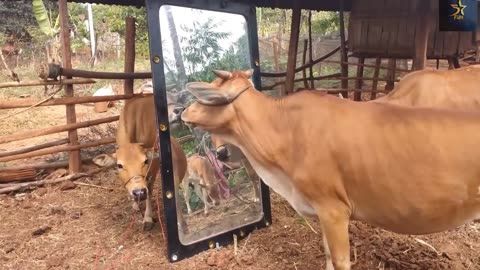 Mirror prank with dogs 🐕 cow 🐄 monkey 🐵