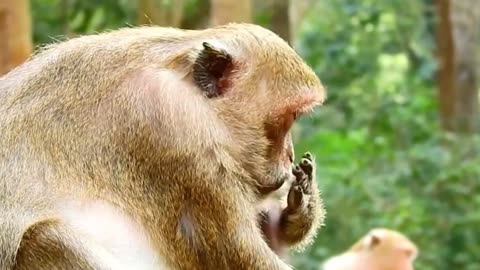 Cute Beby monkey animals