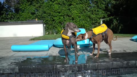 Teaching My Dogs How to Swim