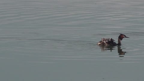 Grebe Lake Nature Maternal Instinct Bird Family