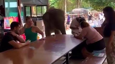 Cute Elephant video