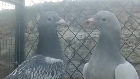 Blue racer Beautifulpigeon breeder pair best flying